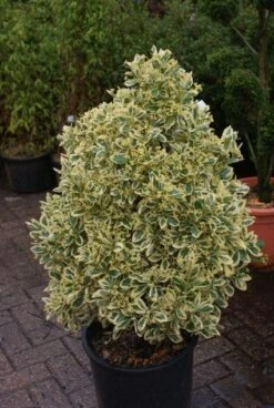 Kardinaalshoed Als Pyramide (Euonymus Japonicus 'Bravo') -PlantenPracht Winkel 20121003163723 3 2