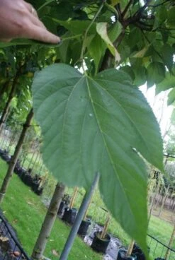 Dakmoerbei (Morus Alba 'Macrophylla') -PlantenPracht Winkel 20121009162133 9