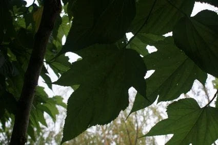 Dakmoerbei (Morus Alba 'Macrophylla') 6 Dakmoerbei (Morus Alba 'Macrophylla') - Afbeelding 4