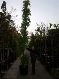 Blauwe Regen (Wisteria Sinensis) -PlantenPracht Winkel 20121012085312 13 1