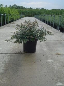 Abelia (Abelia Grandiflora) -PlantenPracht Winkel 20121012121134 9