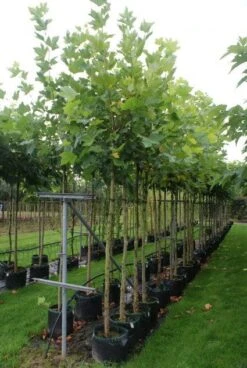 Plataan (Platanus Hispanica) -PlantenPracht Winkel 20121016130438 13