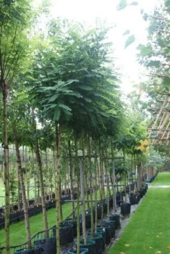 Bolacacia (Robinia Pseudoacacia 'Umbraculifera') -PlantenPracht Winkel 20121016132039 24 2