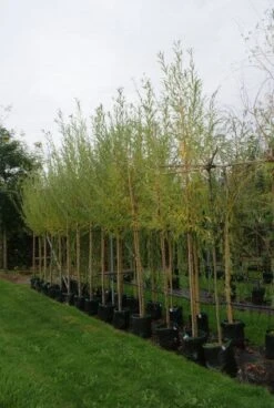 Knotwilg (Salix Alba) -PlantenPracht Winkel 20121016132723 13 1