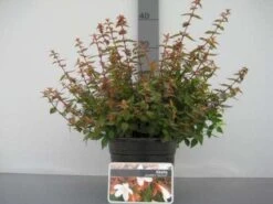 Abelia (Abelia Grandiflora 'Sherwood') -PlantenPracht Winkel 20121016143037 2