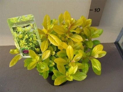 Escallonia (Escallonia 'Gold Ellen') 5 Escallonia (Escallonia 'Gold Ellen') - Afbeelding 3