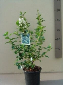 Escallonia (Escallonia 'Iveyi') -PlantenPracht Winkel 20121016144959 3