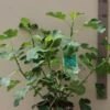 Vijg (Ficus Carica) 1 Vijg (Ficus Carica) -PlantenPracht Winkel 20121016145433 10 2