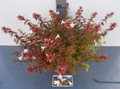 Abelia (Abelia Grandiflora 'Sherwood') -PlantenPracht Winkel 20121017125907 2