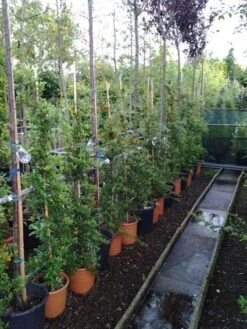 Vuurdoorn (Pyracantha 'Soleil D'Or') -PlantenPracht Winkel 20121017141100 4 2