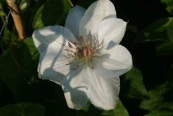 Bosrank (Clematis 'Mrs George Jackman') -PlantenPracht Winkel 20121017155031 1