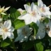 Bosrank (Clematis 'Mrs George Jackman') -PlantenPracht Winkel 20121017155045 1