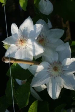 Bosrank (Clematis 'Mrs George Jackman') -PlantenPracht Winkel 20121017155059 1 1