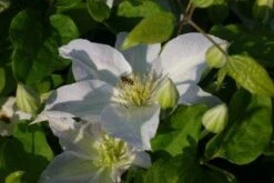 Bosrank (Clematis 'Yukikomachi') -PlantenPracht Winkel 20121017162704 1 1
