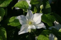 Bosrank (Clematis 'Yukikomachi') -PlantenPracht Winkel 20121017162743 1 1
