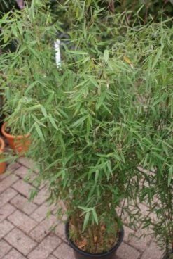 Niet Woekerende Bamboe (Fargesia 'Jiuzhaigou') -PlantenPracht Winkel 20121113150728 4 2