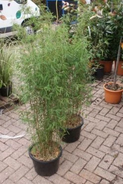 Niet Woekerende Bamboe (Fargesia 'Jiuzhaigou') -PlantenPracht Winkel 20121113150857 4