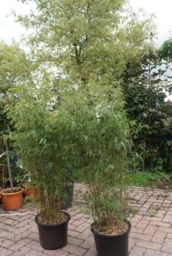 Niet Woekerende Bamboe (Fargesia 'Jiuzhaigou') -PlantenPracht Winkel 20121113150912 4 2