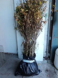 Zomereik, Bosplantsoen (Quercus Robur)