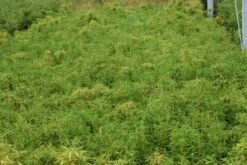 Niet Woekerende Bamboe (Fargesia Murieliae 'Simba') -PlantenPracht Winkel 20121229102434 6