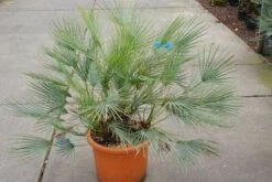 Dwergpalm (Chamaerops Humilis 'Cerifera') -PlantenPracht Winkel 20121229150623 2 1