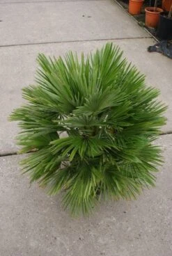 Dwergpalm (Chamaerops Humilis 'Vulcano') -PlantenPracht Winkel 20121229152928 2
