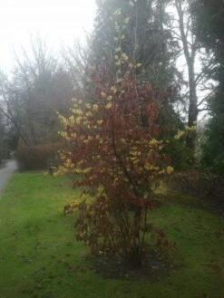 Toverhazelaar (Hamamelis Intermedia 'Arnold Promise') -PlantenPracht Winkel 20130113135921 6