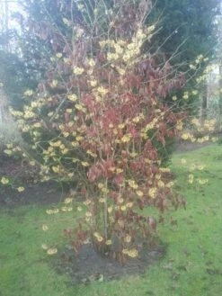 Toverhazelaar (Hamamelis Mollis) -PlantenPracht Winkel 20130113140034 40 8 2