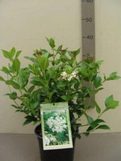 Groenblijvende Sneeuwbal (Viburnum Tinus 'Eve Price') -PlantenPracht Winkel 20130119172735 50 10 2