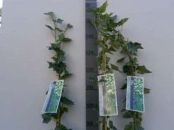 Klimop In Boogvorm (Hedera Hibernica) -PlantenPracht Winkel 20130120142024 1 2