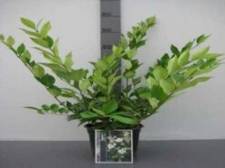 Liguster (Ligustrum Japonicum 'Texanum') -PlantenPracht Winkel 20130120144123 7