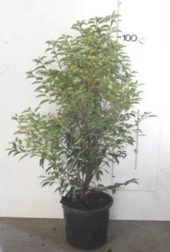 Portugese Laurier, Piramide (Prunus Lusitanica ) -PlantenPracht Winkel 20130120154147 8 1