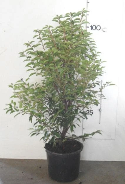 Portugese Laurier, Piramide (Prunus Lusitanica ) 4 Portugese Laurier, Piramide (Prunus Lusitanica ) - Afbeelding 2