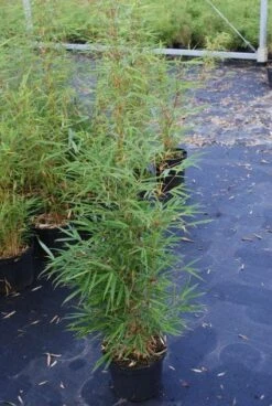 Niet Woekerende Bamboe (Fargesia Robusta) -PlantenPracht Winkel 20130121115128 5