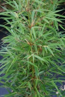 Niet Woekerende Bamboe (Fargesia Robusta) -PlantenPracht Winkel 20130121115155 5 1