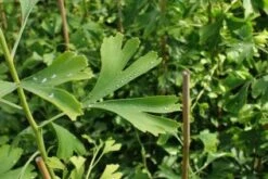 Japanse Notenboom (Ginkgo Biloba) -PlantenPracht Winkel 20130121120928 10