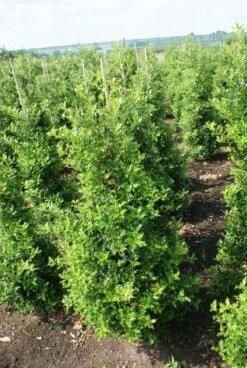 Hulst (Ilex Aquifolium 'Silver Queen') -PlantenPracht Winkel 20130121124351 11