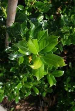 Hulst (Ilex Aquifolium J.C. Van Tol) 11 Hulst (Ilex Aquifolium J.C. Van Tol) -PlantenPracht Winkel 20130121125215 11 1