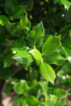 Hulst (Ilex Aquifolium J.C. Van Tol) -PlantenPracht Winkel 20130121125258 11