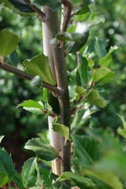 Blauwe Hulst (Ilex Meserveae 'Blue Prince') 17 Blauwe Hulst (Ilex Meserveae 'Blue Prince') -PlantenPracht Winkel 20130121125422 10