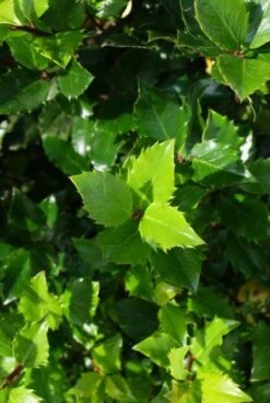 Blauwe Hulst (Ilex Meserveae 'Blue Prince') -PlantenPracht Winkel 20130121125453 10 1