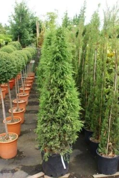 Jeneverbes (Juniperus Communis 'Hibernica') -PlantenPracht Winkel 20130121125813 7