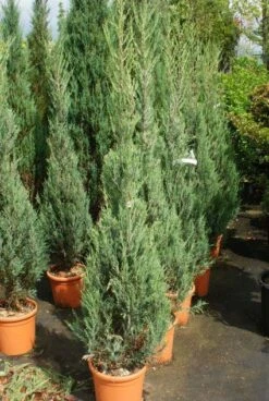 Jeneverbes (Juniperus Scopulorum 'Skyrocket') -PlantenPracht Winkel 20130121125843 6