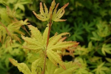 Japanse Esdoorn (Acer Palmatum 'Orange Dream') 6 Japanse Esdoorn (Acer Palmatum 'Orange Dream') - Afbeelding 4