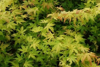 Japanse Esdoorn (Acer Palmatum 'Orange Dream') 7 Japanse Esdoorn (Acer Palmatum 'Orange Dream') - Afbeelding 5