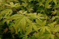 Japanse Esdoorn (Acer Palmatum 'Orange Dream') -PlantenPracht Winkel 20130121134212 4 1