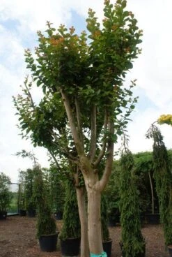 Roze Lagerstroemia Als Boom (Lagerstroemia Indica) -PlantenPracht Winkel 20130121162344 9 1