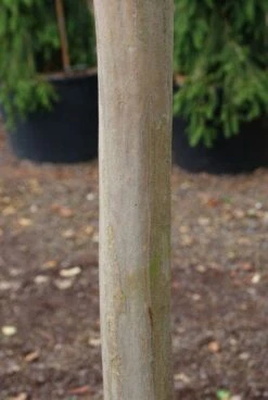 Roze Lagerstroemia Als Boom (Lagerstroemia Indica) -PlantenPracht Winkel 20130121162411 9