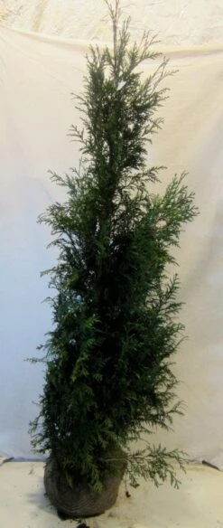 Levensboom (Thuja Plicata 'Martin') -PlantenPracht Winkel 20130122151951 8 1