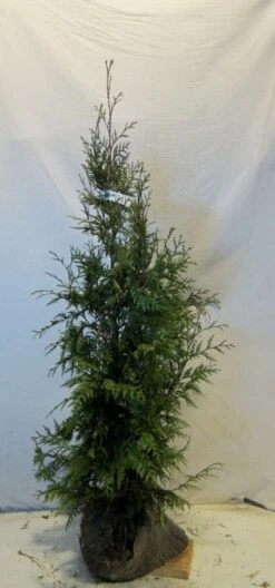 Levensboom (Thuja Plicata 'Martin') -PlantenPracht Winkel 20130122153123 8 1